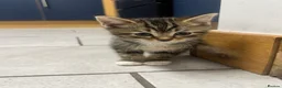 Mixed Breed cats for sale: Kittens - Advert 3