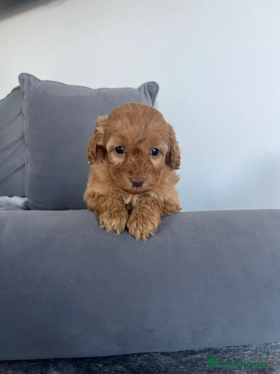 Cockapoo dogs for sale: F1 Cockapoos  - Advert 1