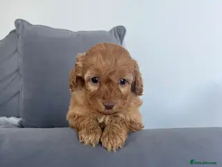 Cockapoo dogs F1 Cockapoos - Advert 2