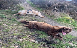 Cocker Spaniel dogs for sale: Lilah female spade cocker spaniel seeking rehoming - Advert 8