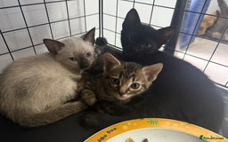 Bengal cats for sale: 1 (Left) Beautiful Bengal x Siamese kittens  in Sudbury - Image 4