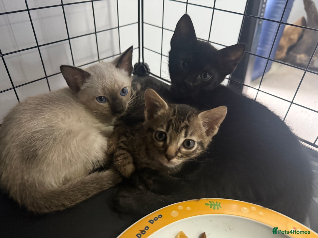 Bengal cats for sale: 1 (Left) Beautiful Bengal x Siamese kittens  in Sudbury - Image 4