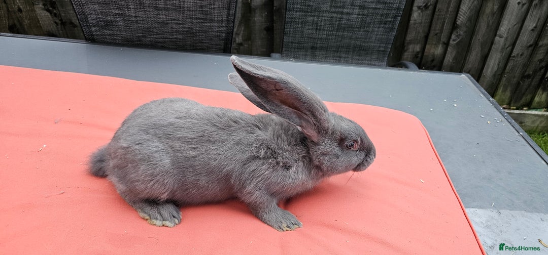Continental Giant rabbits for sale: Merle colours  , rusian blue fur  - Image 10