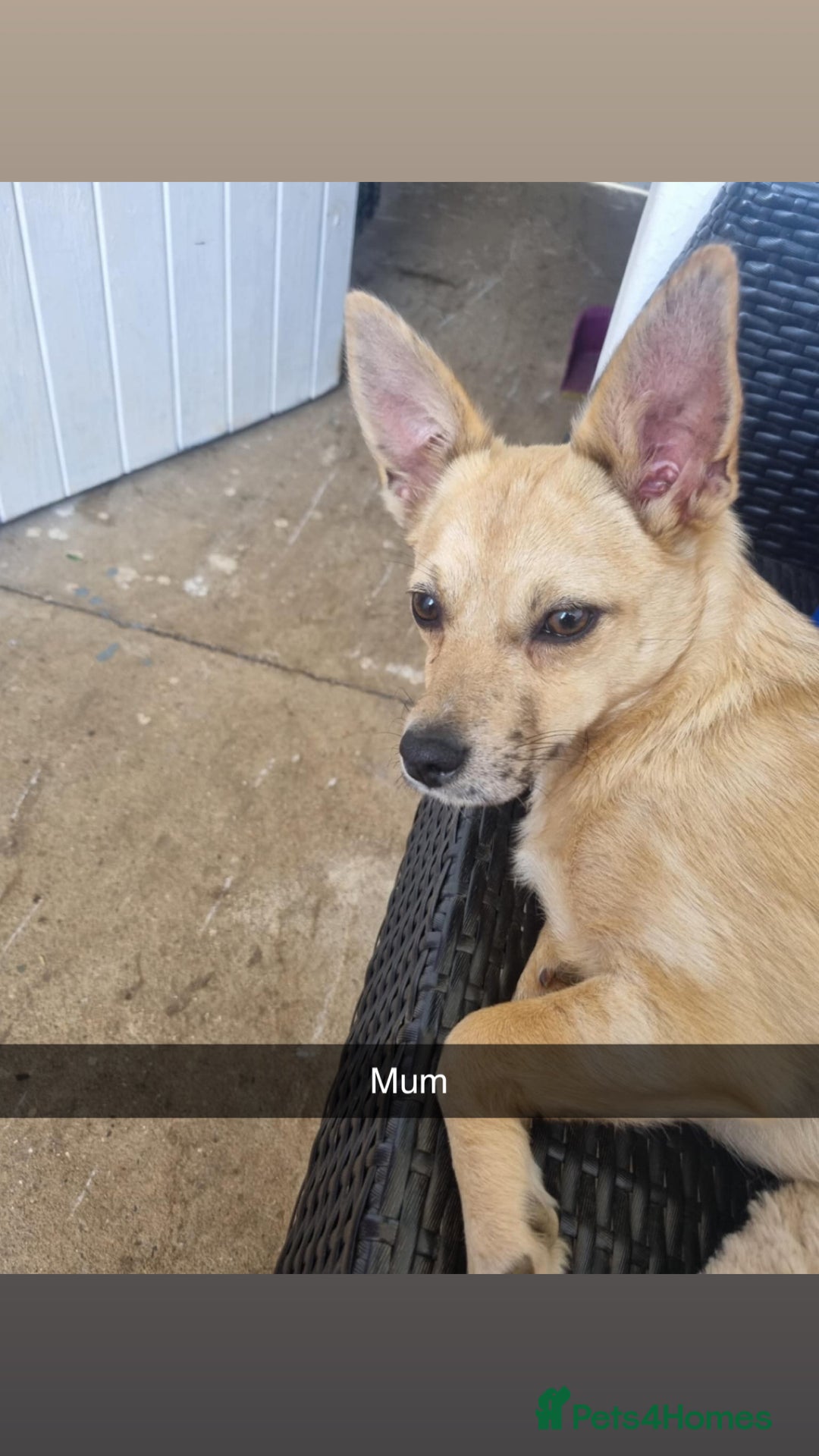 Mixed Breed dogs for sale: Jack Russell cross Shih Tzu puppies for sale  - Image 7