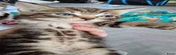 Bengal cats for sale: READY NOW Female Bengal kittens - Advert 3