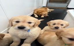 Golden Retriever dogs for sale: Handsome male golden retriever puppies for sale - Image 4