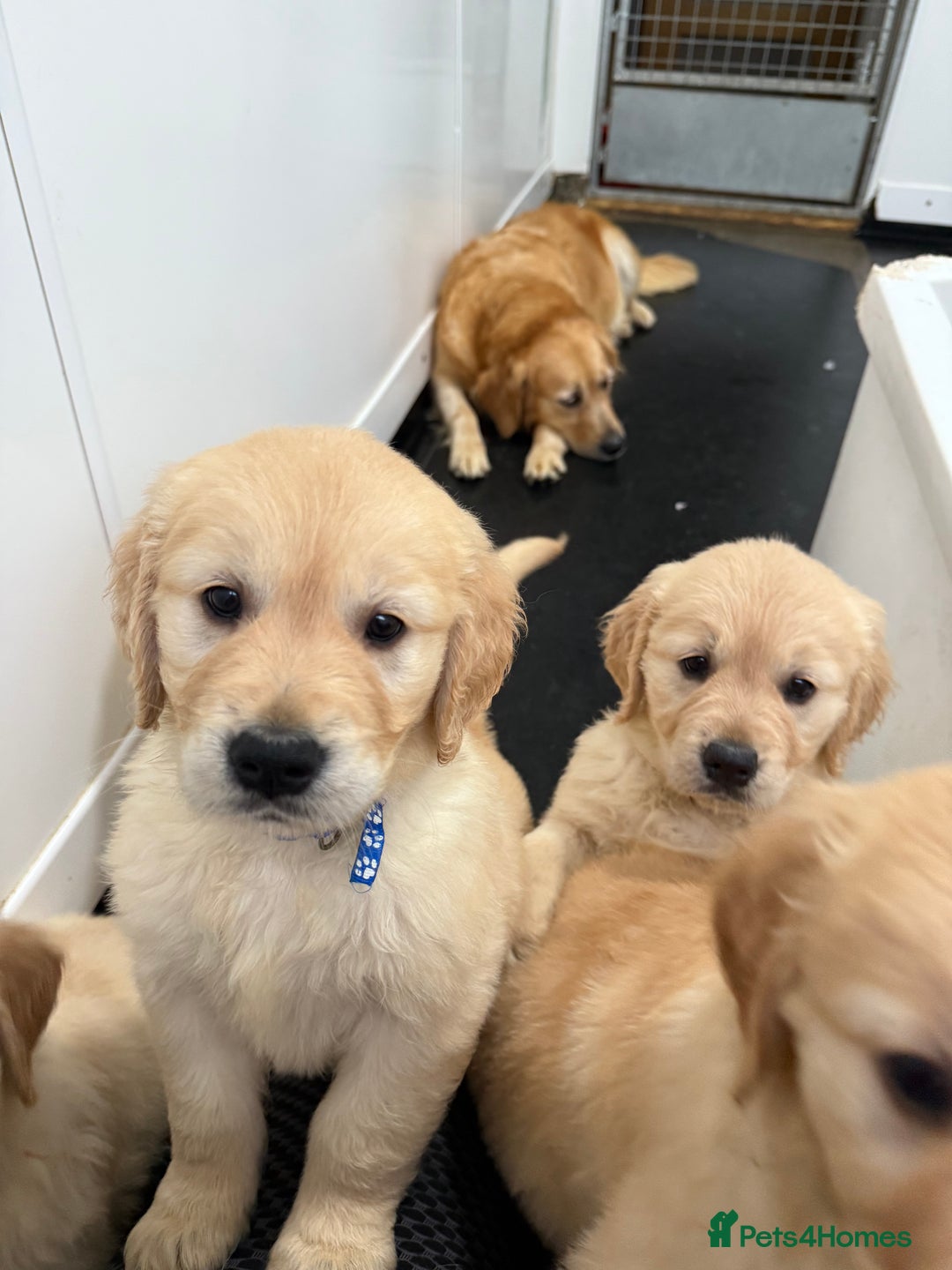 Golden Retriever dogs for sale: Handsome male golden retriever puppies for sale - Image 4