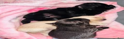 Maltipom dogs for sale: Pomeranian/maltese  in Blackwood - Advert 3