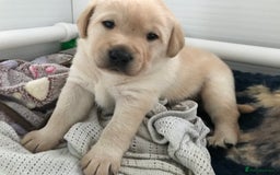 Labrador Retriever dogs for sale: Chunky KC Registered Labrador puppies - Image 25
