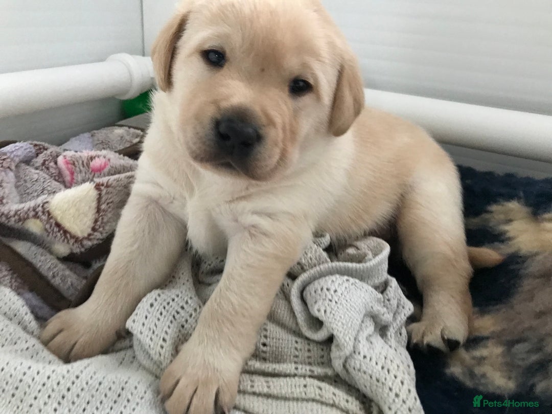Labrador Retriever dogs for sale: Chunky KC Registered Labrador puppies - Image 25