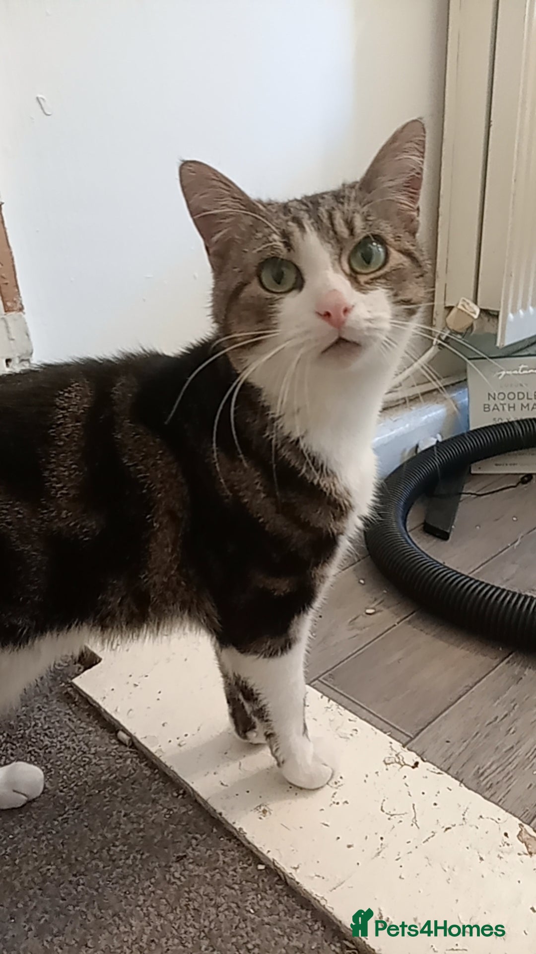 European cats for sale: 3 years old Male Cat  - Image 2