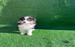 Australian Shepherd dogs for sale: Australia shepherd Kc puppies  - Image 7