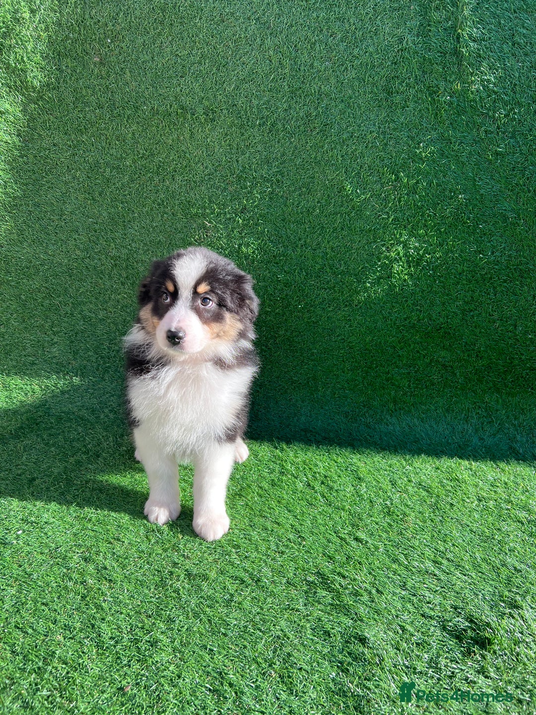 Australian Shepherd dogs for sale: Australia shepherd Kc puppies  - Image 7
