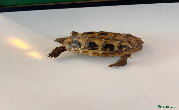 Tortoise reptiles - Advert 1