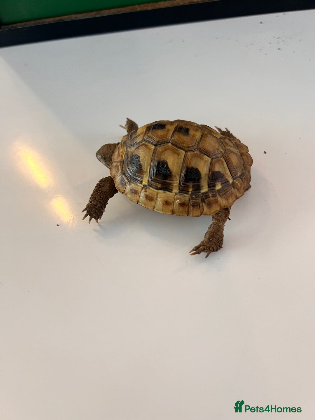 Tortoise reptiles for sale: Horsefield tortoise and enclosure - Image 1