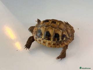 Tortoise reptiles - Advert 5