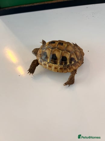 Tortoise reptiles - Advert 6