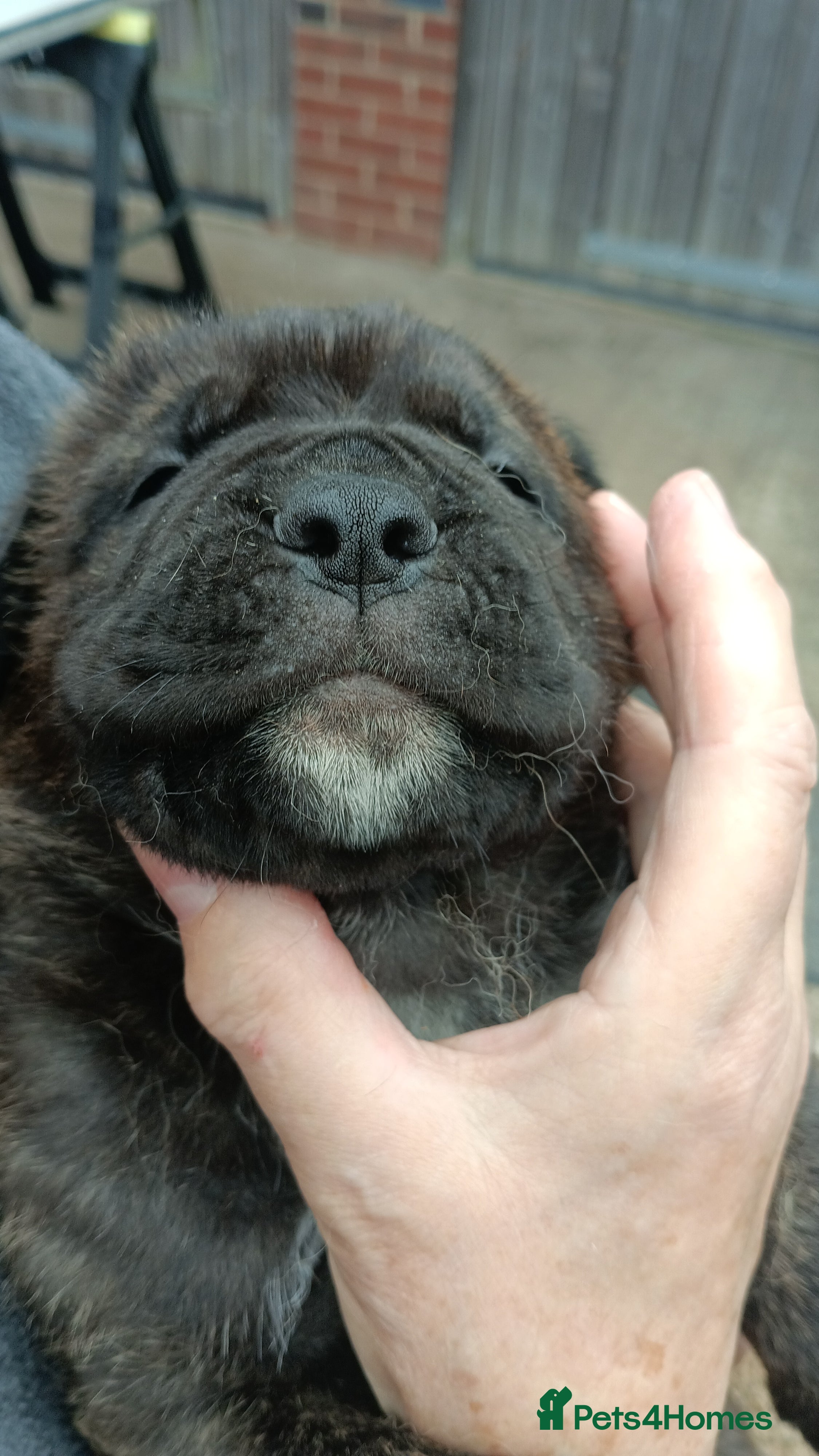 Mixed Breed dogs Saint Bernard Neapolitan x Boerboel Neapolitanbull - Advert 2