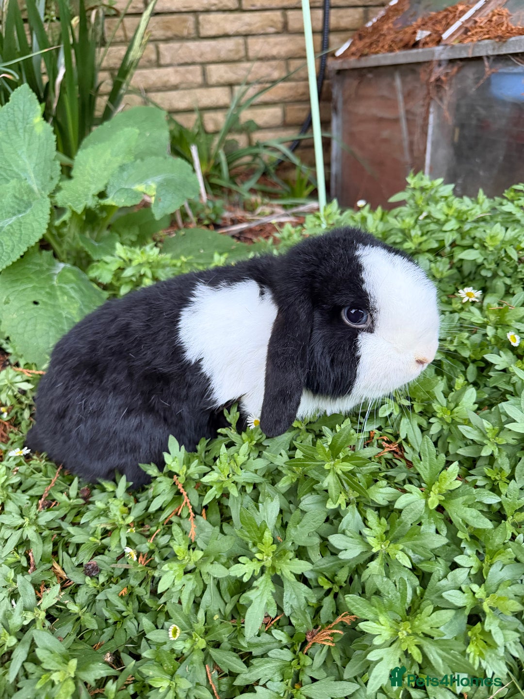 Mini Lop rabbits for sale: Breeding pair of mini lops (can go separately)  - Advert 6
