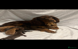 Cocker Spaniel dogs for sale: COCKER SPANIEL PUPPIES - Image 17