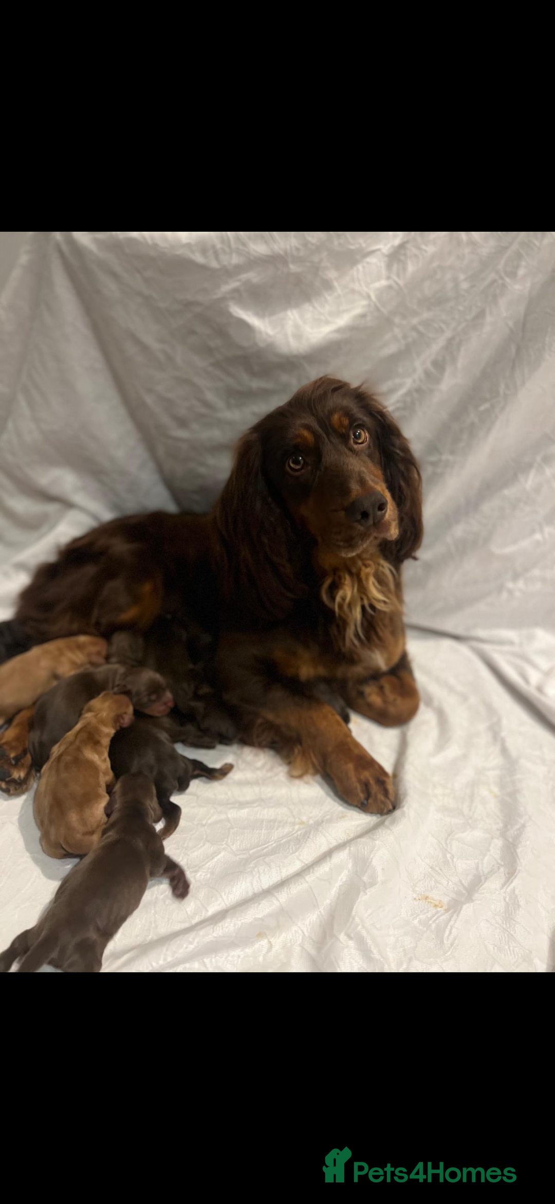 Cocker Spaniel dogs for sale: COCKER SPANIEL PUPPIES - Image 17