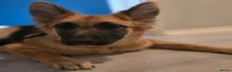 German Shepherd dogs for sale: Gorgeous Female German Shepherd Puppy  - Advert 11
