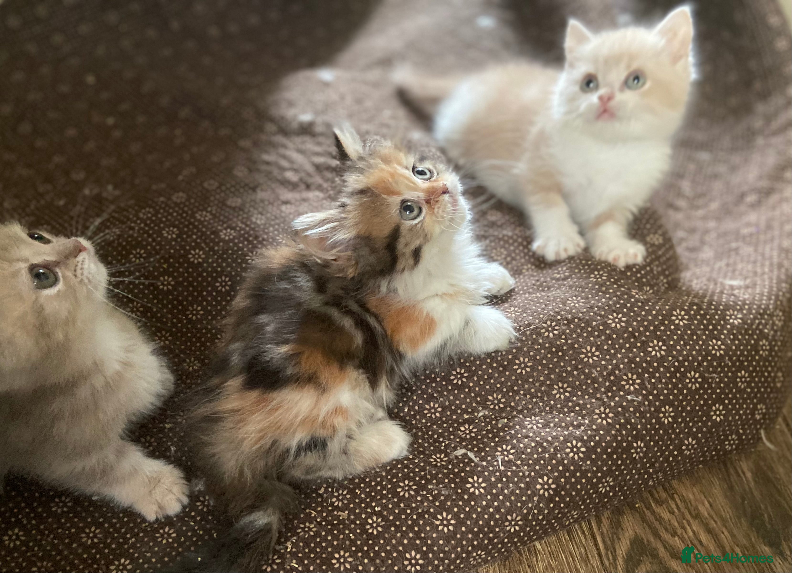Munchkin cats Full Pedigree Munchkin Kittens - Advert 1