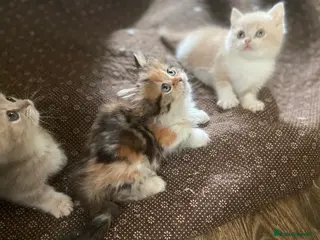 Munchkin cats Full Pedigree Munchkin Kittens - Advert 1