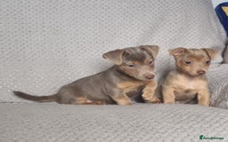 Jack Russell dogs for sale: Miniature jack Russell's only 3 available now - Image 10