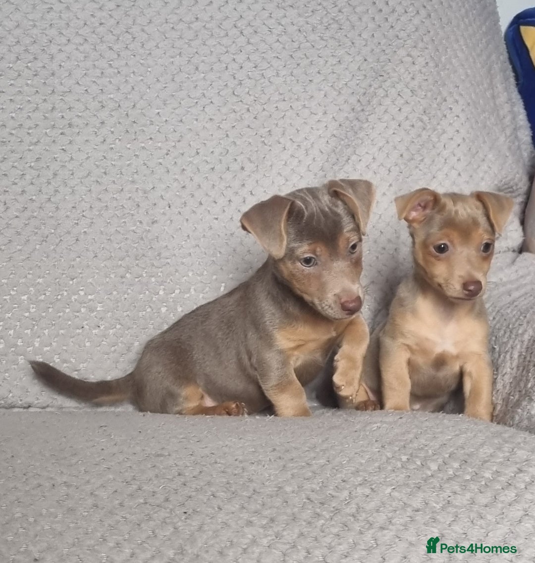 Jack Russell dogs for sale: Miniature jack Russell's only 3 available now - Image 10