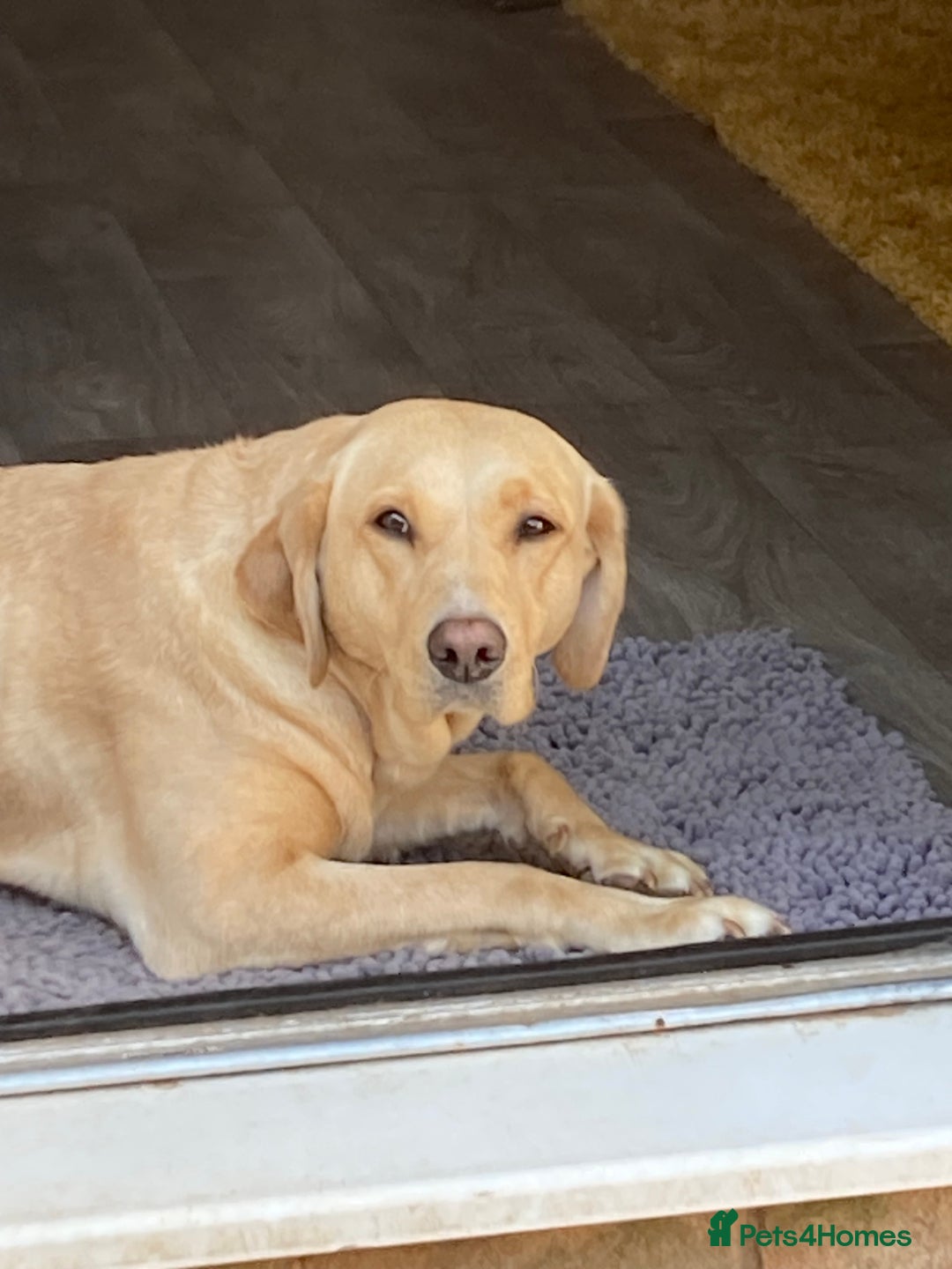 Labrador Retriever dogs for sale: 1 Yellow boy  - Advert 1