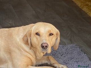 Labrador Retriever dogs 1 Yellow boy - Advert 1