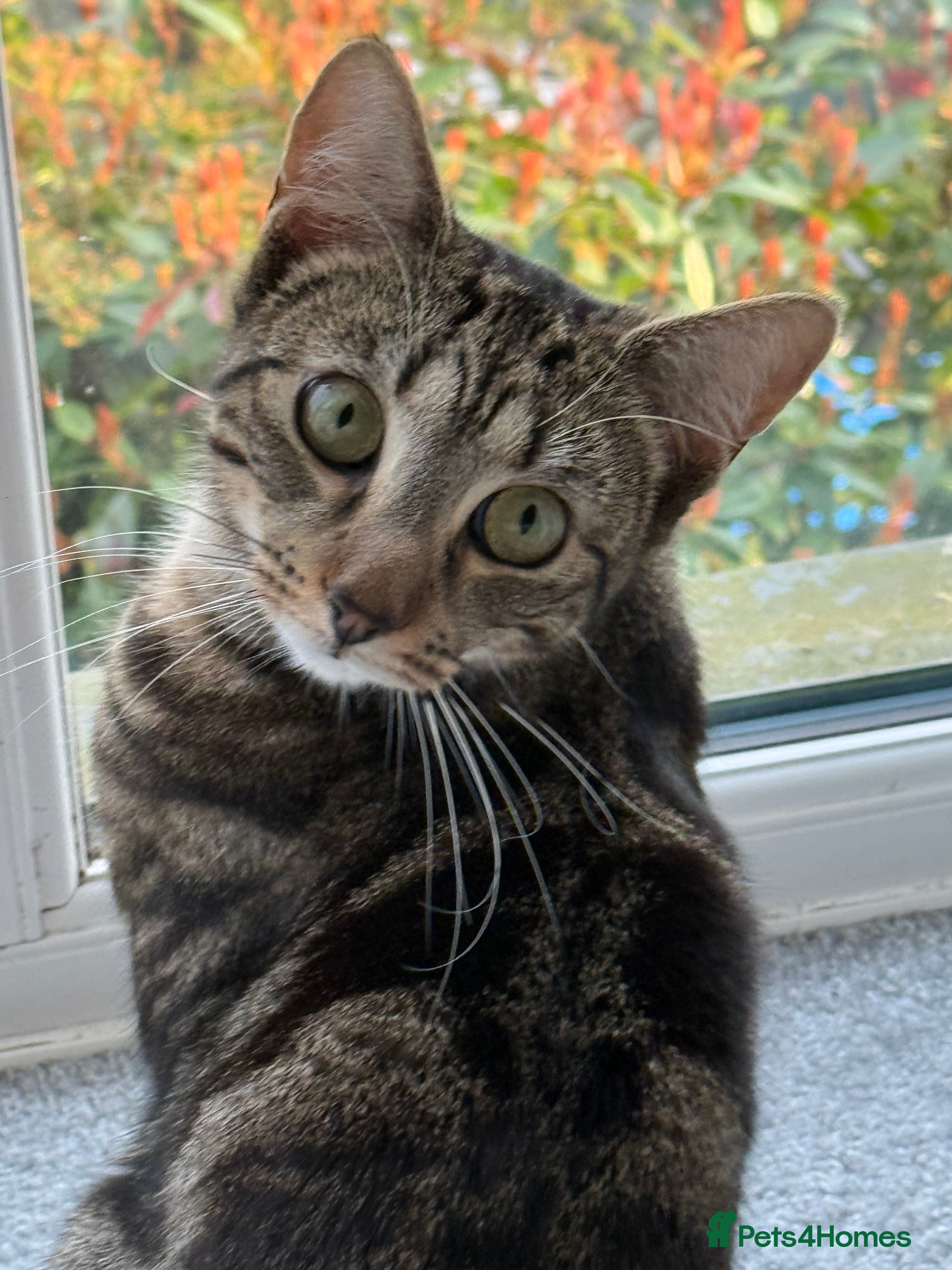 British Shorthair cats Stormi  1 Year Old Cat Looking 4 a Loving Home - Advert 1