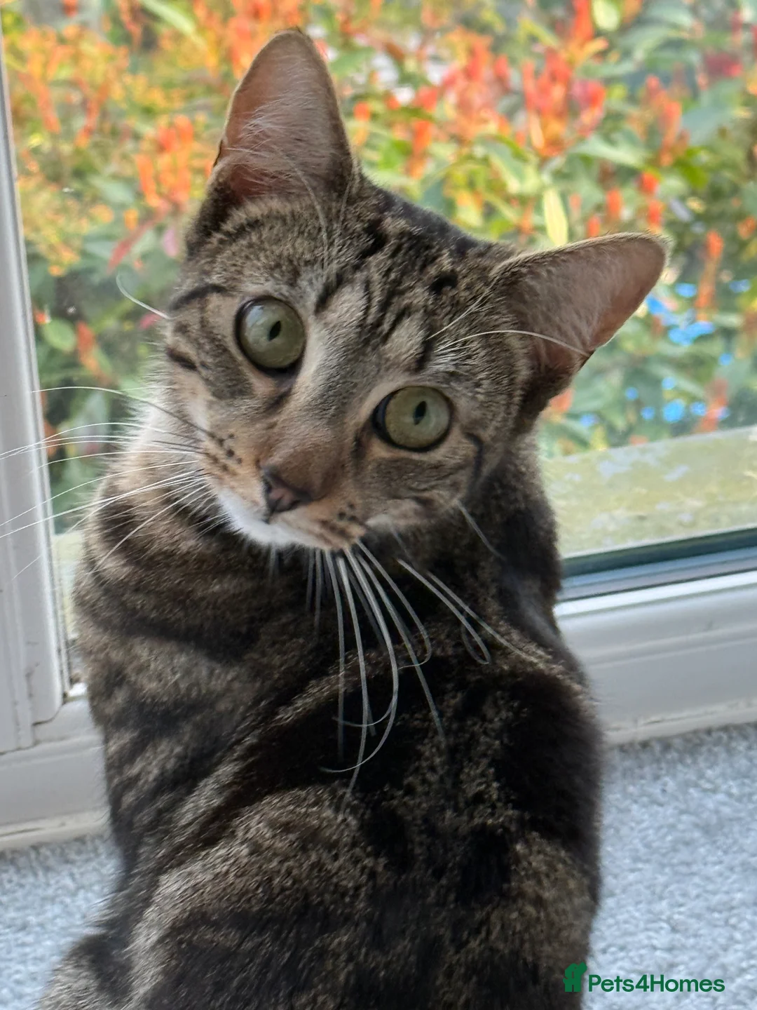 British Shorthair cats for sale: Stormi  1 Year Old Cat Looking 4 a Loving Home in Milton Keynes - Advert 1