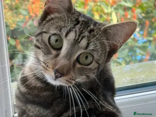 British Shorthair cats Stormi 1 Year Old Cat Looking 4 a Loving Home - Advert 1