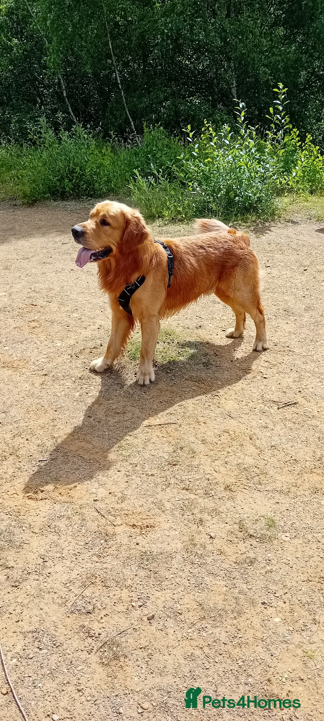 Golden Retriever dogs for stud: Handsome Hugo ready for stud - Advert 10