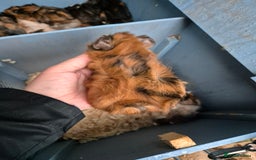 Guinea Pig rodents for sale: Gorgeous purebred baby Abyssinian guinea pigs - Advert 10