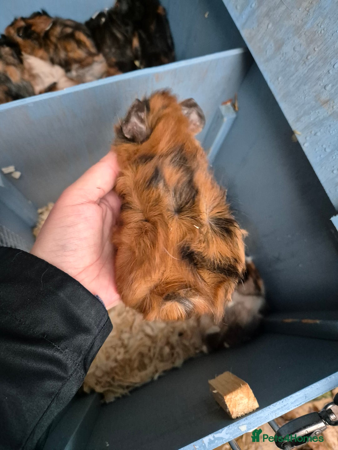 Guinea Pig rodents for sale: Gorgeous purebred baby Abyssinian guinea pigs - Advert 10