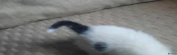 Domestic Shorthair cats for sale: Domestic shorthair  - Advert 5