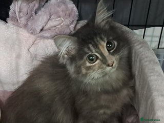 Mixed Breed cats 3 Stunning female kittens looking for home. - Advert 6