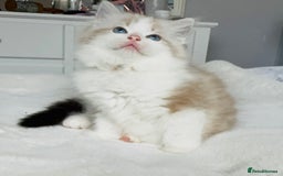 Ragdoll cats for sale: Active Tica Champion blood Ragdoll kittens - Image 6