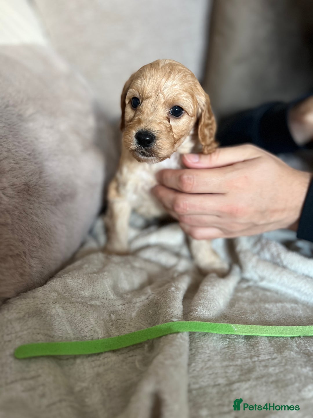 Cockapoo dogs for sale: Cockapoo puppies - Image 4