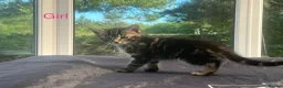 Mixed Breed cats for sale: 🐾 Beautiful Tabby x Ragdoll kittens🐾 - Advert 7