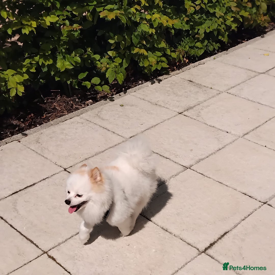 Pomeranian dogs for sale: Any one looking to home my babies - Advert 2