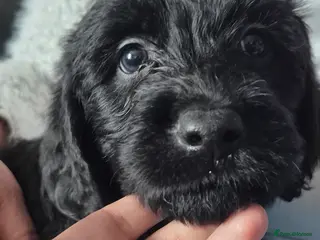 Mixed Breed dogs Labrador German shepherd - Advert 4