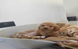 Cockapoo dogs for sale: cockapoo puppies  - Image 29