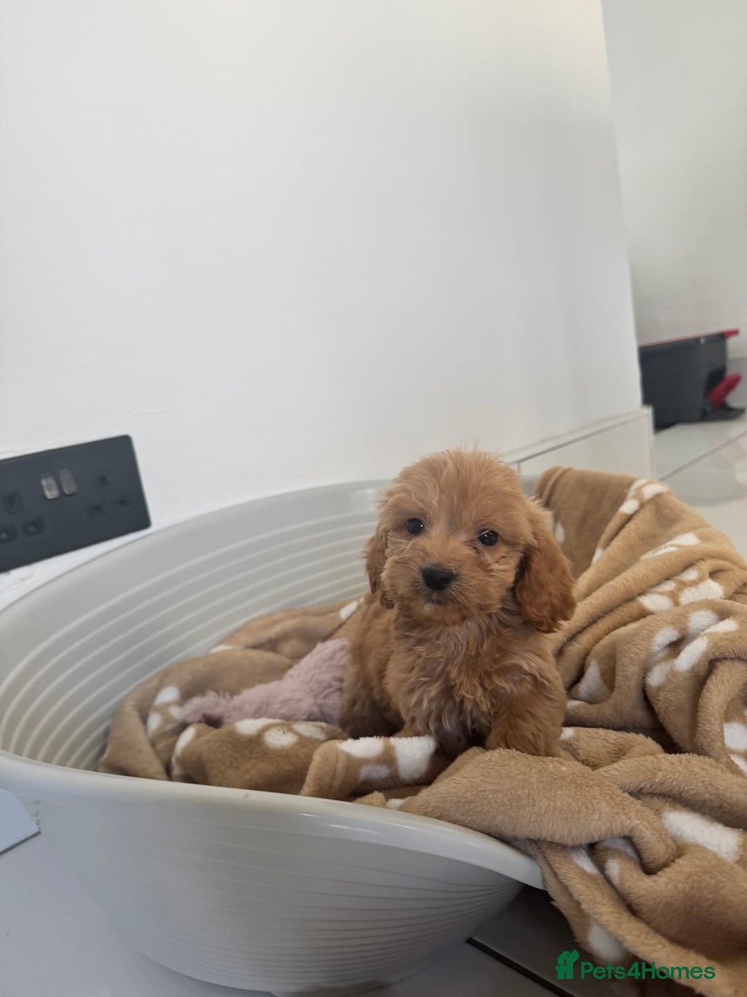 Cockapoo dogs for sale: cockapoo puppies  - Image 29