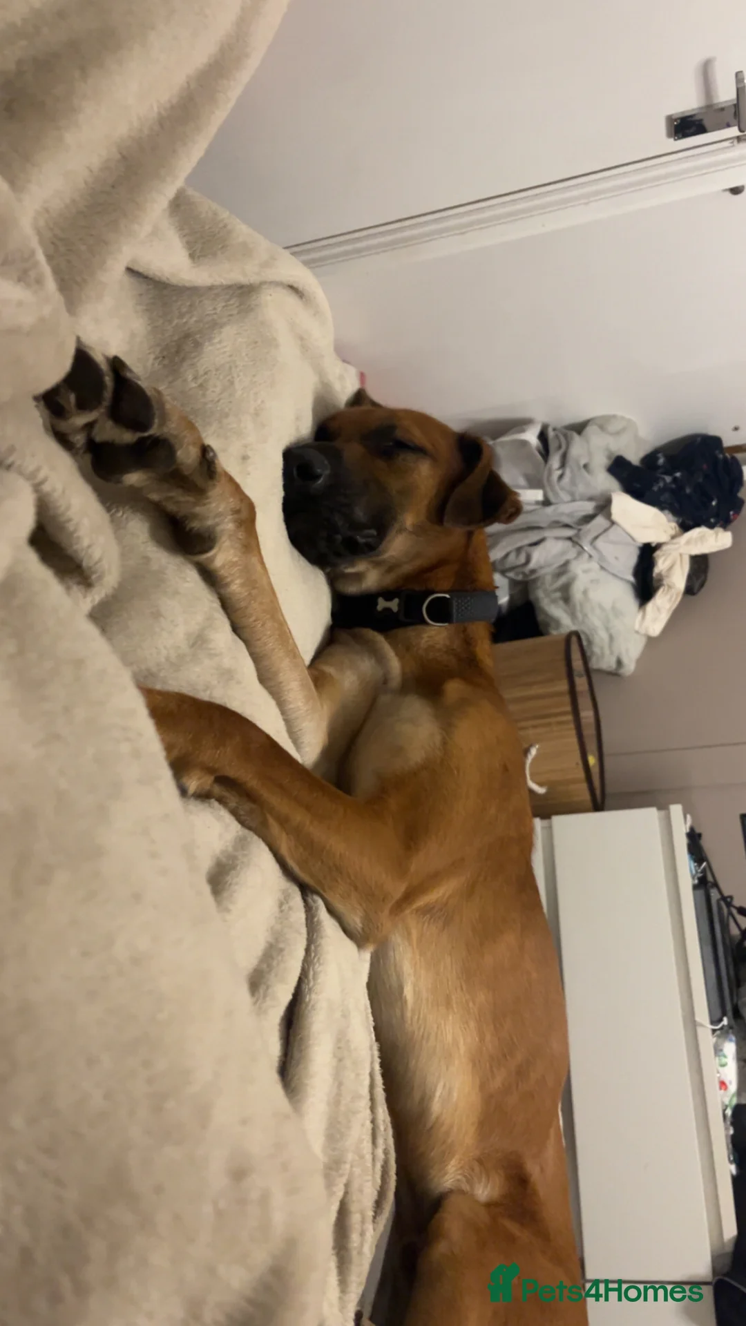 Mixed Breed dogs for sale: Chester (German shepherd mix) in Cannock - Advert 2
