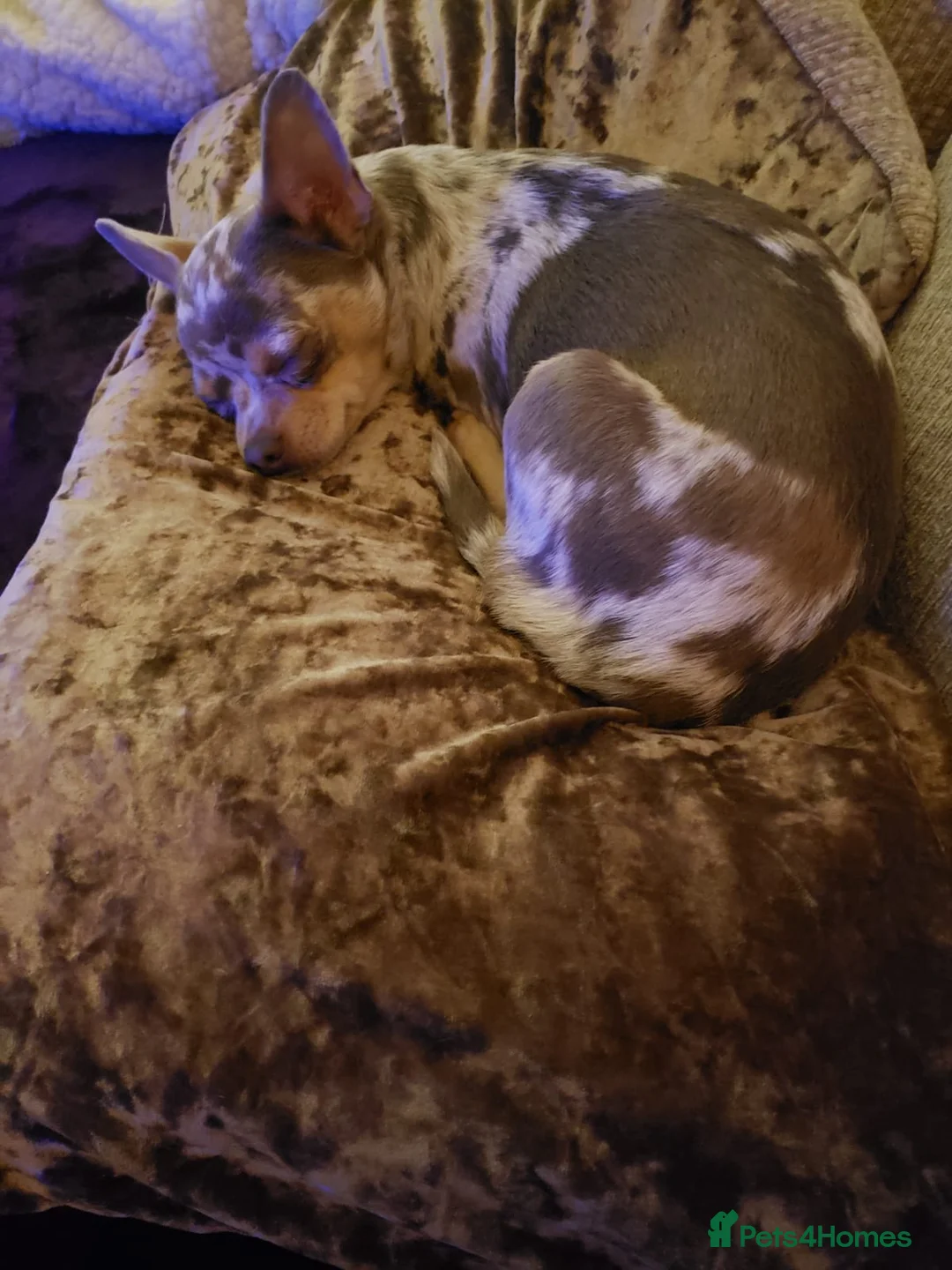 Chihuahua dogs for sale: Chiuahuah pups......lilac merle, fawn, white brown - Advert 9