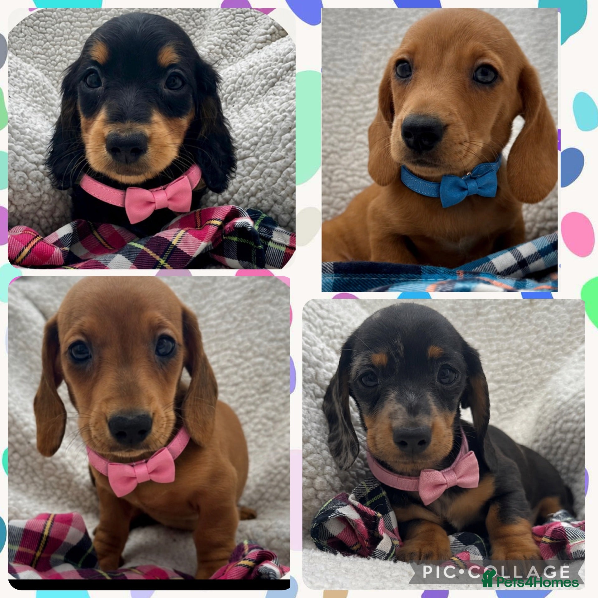 Dachshund dogs BEAUTIFUL KC REG & PRA CLEAR MINI DACHSHUNDS🩷💙 - Advert 1